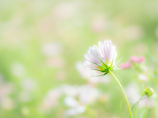 秋の公園や花壇を彩るコスモスのある風景。背景。自然風景素材。