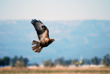 hawk flying with one wing