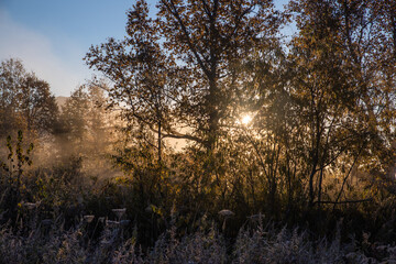 the rays of the morning sun break through the trees