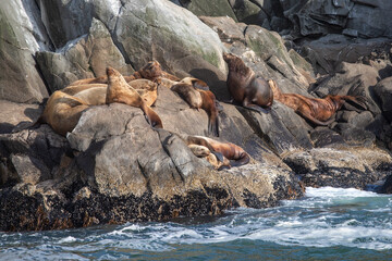 sea lions on the rocks