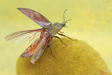 A click beetle is spreading its wings ready to fly. This insect has the scientific name Oxynopterus audouini.