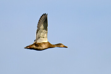 Weibliche Stockente im Flug