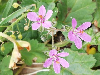 Erodium aethiopicum. Alfileres de pastor. Geranium. 