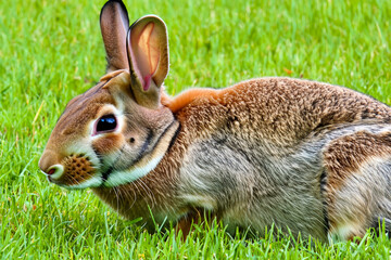 Rabbit with fluffy white hair sits on green lawn. animal easter hare concept. a rabbit with fluffy white hair sits on a green lawn. a fluffy bunny sitting on a lawn with green grass and green flowers.