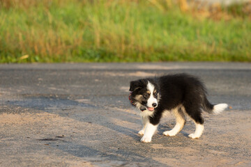 Ein kleiner s&uuml;&szlig;er flauschiger unsicherer Border Collie Hunde Welpe auf seinem ersten Spaziergang an einem sonnigen Tag auf einer Stra&szlig;e ohne Leine