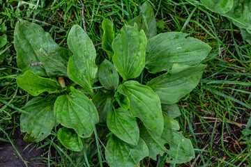 Greater Plantain, Waybread Plantago major tree and Thailand herb has medicinal properties in Common Plantain