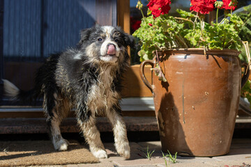 schmutziger Border Collie Welpe nach einem Bad in einem Teich der sich freut auf einer Terrasse...