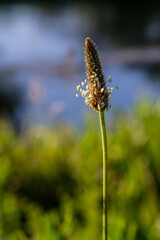 Obraz premium A close up of the wildflower Ribwort plantain, Plantago lanceolata