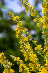 Common mullein - pale yellow flowers of verbascum nigrum plant, used as herb and medicine - growing in the medicinal garden
