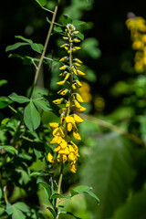 Lembotropis nigricans grows in the wild. A delicate branch of yellow flowers on Cyni Broom Shrub