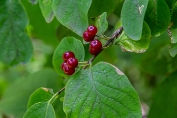 Festive Holiday Honeysuckle Branch with Red Berries Lonicera xylosteum