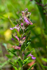 In summer, Teucrium chamaedrys grows in the wild among grasses