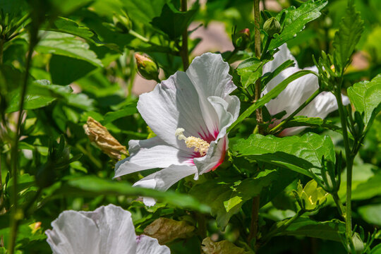 Two tender flowers of hibiscus syriacus Manuela in a sunny summer day