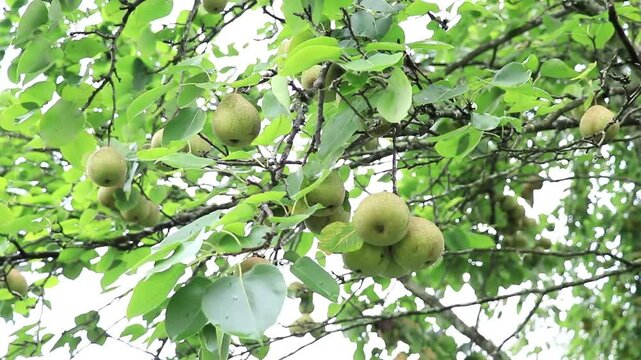 The tree is full of green pears in summer