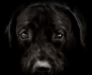 dark muzzle labrador dog closeup. front view