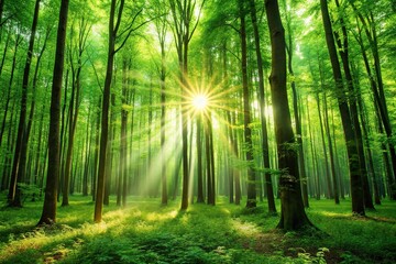 Obraz premium Lush green forest with sunlight filtering through the trees