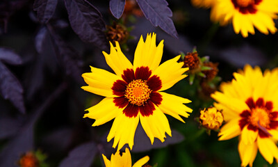 a yellow Little Goldstar in the flower bed