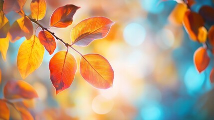 Colorful leaves of autumn.