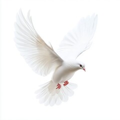 A graceful white dove captured mid-flight with its wings fully extended and feathers spread wide