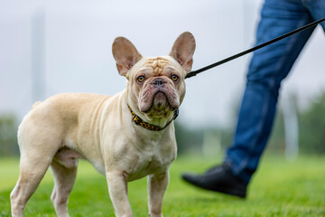 portrait of a French bulldog of light color.