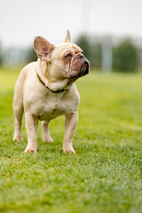 Fototapeta premium portrait of a French bulldog of light color.