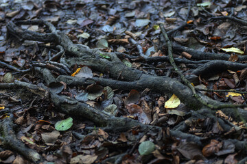 roots of a tree