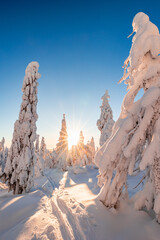 snow covered trees