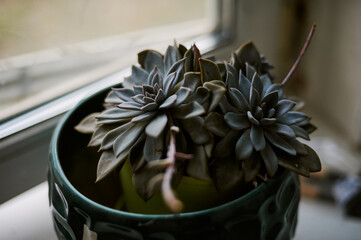 Sempervivum heuffelii stone rose in a pot at home on a windowsill