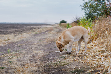 A yellow Labrador walks near a plowed field in the late spring