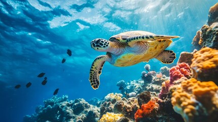 Sea turtle on coral with blue water