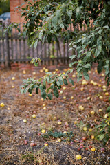 Apple tree branch with apples close-up against the background of the ground covered with fallen apples