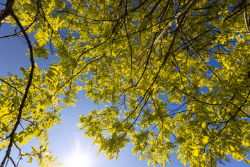 green acacia leaves in spring with blue sky