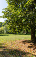 Obraz premium different deciduous trees in a mixed park in summer