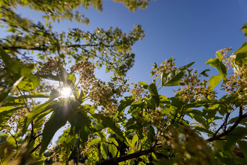 a beautiful maple tree in May in spring