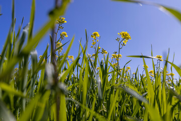 rapeseed flowers are yellow against a sky