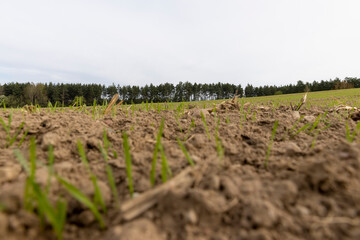 Obraz premium green wheat in cloudy weather in spring