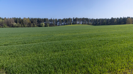 Obraz premium a large amount of green wheat that grows actively in spring
