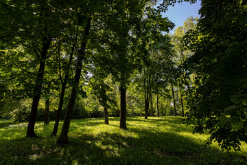 trees in spring with green grass