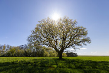 Fototapeta premium a tree growing in a field with green wheat