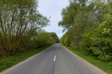 Fototapeta premium narrow road through the forest in rural areas