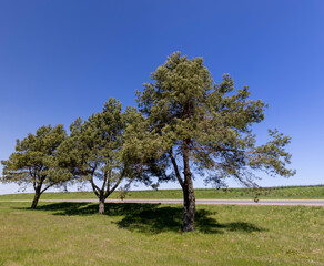 green needles of the pine coniferous tree in sunny weather