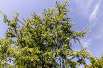 Fototapeta premium green larch needles on a blue sky background