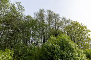 Obraz premium deciduous trees in the forest in cloudy weather