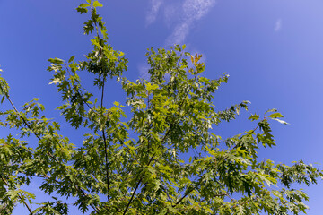 the oak tree in the summer in sunny weather