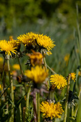 dandelions blooming in the green grass in spring