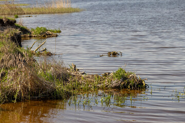The blue water in the lake reflects the blue sky in spring