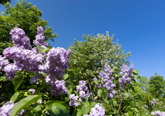 Obraz premium lilac bush with fragrant flowers on a blue sky background