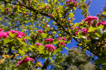 spring trees during flowering close-up