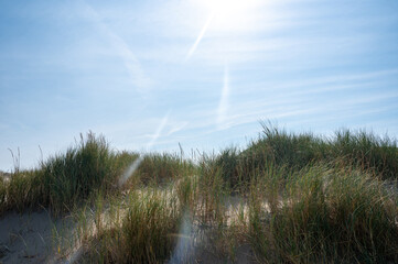 Dunes with beach grass  and sun on the North Sea coast