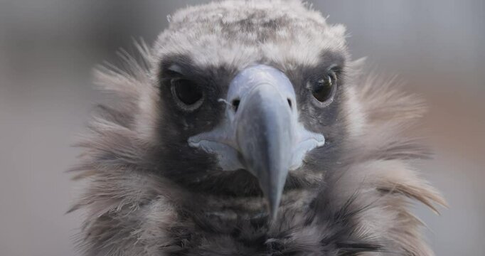 Cinereous vulture (Aegypius monachus) is a large raptorial bird that is distributed through much of temperate Eurasia. It is also known as the black vulture, monk or Eurasian black vulture.
